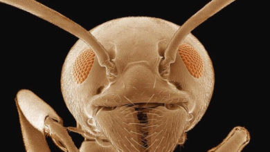 Фото - Кто такие «адские муравьи» и почему они так странно выглядят?