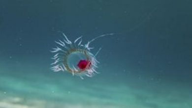 Фото - Биологи раскрыли секрет «бессмертного» вида медуз