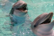 Фото - Биологи выяснили, что самцы дельфинов образуют крупнейшие союзы ради доступа к самкам
