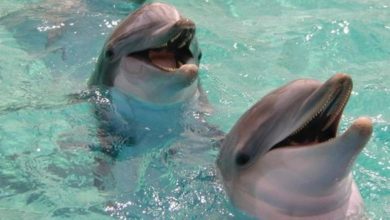 Фото - Биологи выяснили, что самцы дельфинов образуют крупнейшие союзы ради доступа к самкам