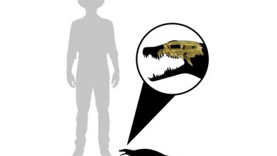 Фото - Биологи выяснили, что вымерший крокодил весом в килограмм любил сушу больше воды