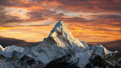 Фото - Какие животные обитают на Эвересте — самой высокой точке Земли