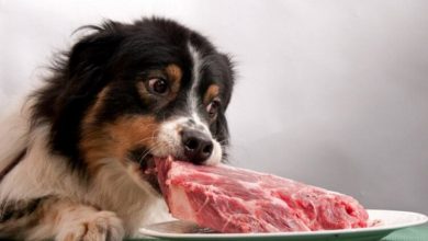 Фото - Кормление домашних собак сырым мясом может навредить их хозяевам