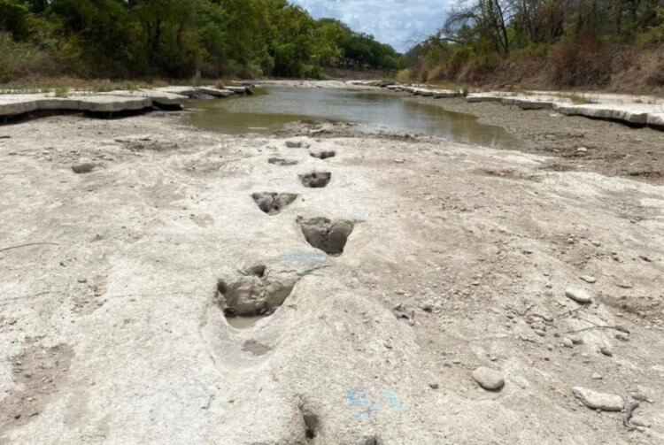 На дне высохшей реки в США найдены следы динозавров возрастом 113 миллионов лет