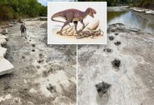 Фото - На дне высохшей реки в США найдены следы динозавров возрастом 113 миллионов лет