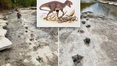 Фото - На дне высохшей реки в США найдены следы динозавров возрастом 113 миллионов лет