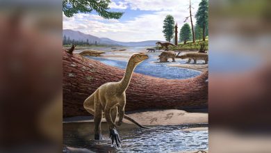 Фото - Палеонтологи нашли древнейшего динозавра Африки