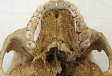 Фото - Археологи обнаружили у лепрозория кости больного проказой средневекового британца