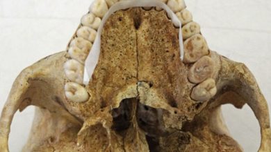 Фото - Археологи обнаружили у лепрозория кости больного проказой средневекового британца