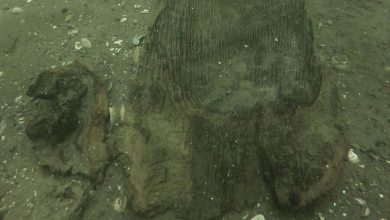Фото - Археологи вытащили из воды древнейшее индейское каноэ возрастом 3000 лет