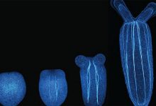 Фото - Биологи: личинки актиний много тренируются ради возможности больше никогда не двигаться