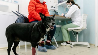 Фото - Генетики нашли отличия в подтипах рака у собак, которые улучшат его диагностику и лечение