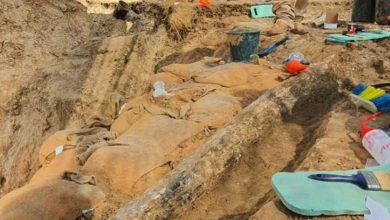 Фото - Израильские археологи нашли бивень прямозубого слона возрастом 500 тыс. лет