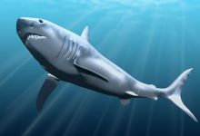 Фото - Палеонтологи обнаружили древнего предка акул, меняющего модель эволюции позвоночных