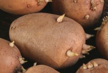 Фото - Российские биологи исследовали влияние радиации на состав картошки