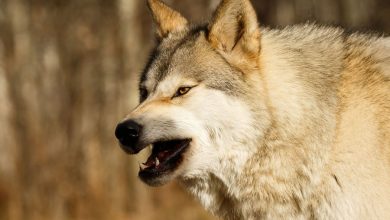 Фото - Российские ученые выяснили, что современные виды волков происходят из Сибири