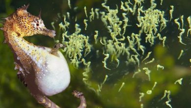 Фото - Рожающие самцы морских коньков выгоняют из себя детенышей с помощью мышц анального плавника