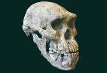 Фото - В Китае обнаружили череп человека возрастом около миллиона лет