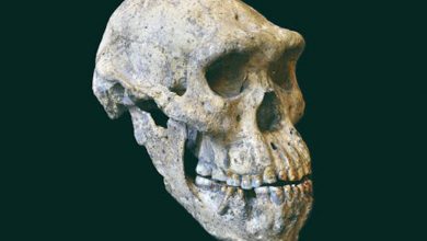 Фото - В Китае обнаружили череп человека возрастом около миллиона лет