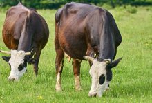 Фото - В России разработают диету для коров, которая поможет уменьшить выбросы парниковых газов