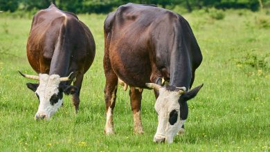 Фото - В России разработают диету для коров, которая поможет уменьшить выбросы парниковых газов