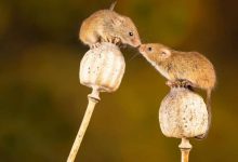 Фото - Зоологи выяснили, как работают любовь и ненависть в мышином мозге