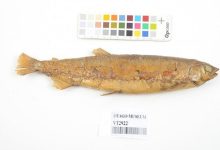 Фото - Биологи исследовали ДНК консервированной рыбки вымершего вида