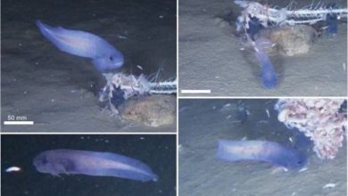 Фото - Биологи обнаружили синего морского слизня на глубине 6 километров