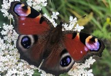 Фото - Биологи: рисунок крыльев бабочек напоминает птицам глаза хищника, готового к атаке