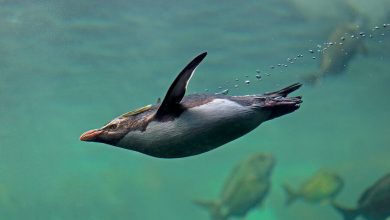 Фото - Биологи выяснили причину откладывания хохлатыми пингвинами яиц разного размера