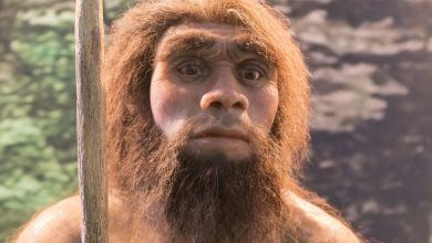 Фото - Генетики выяснили, какие народы России больше похожи на неандертальцев