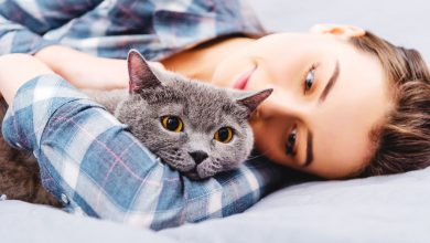 Фото - Иммунологи выяснили, как вылечить аллергию на кошек