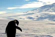 Фото - Императорские пингвины могут вымереть