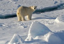 Фото - Изменение климата может привести к исчезновению белых медведей в Арктике