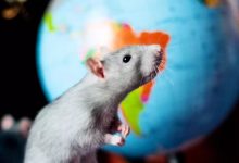 Фото - Крысе пересадили человеческий мозг — что из этого вышло?