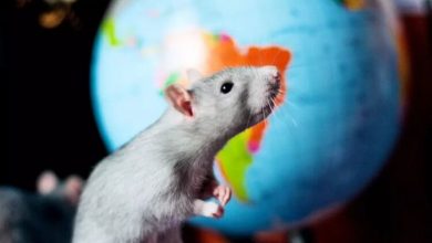 Фото - Крысе пересадили человеческий мозг — что из этого вышло?