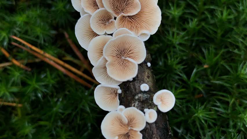 Фото - Установлено эволюционное ответвление грибов и животных