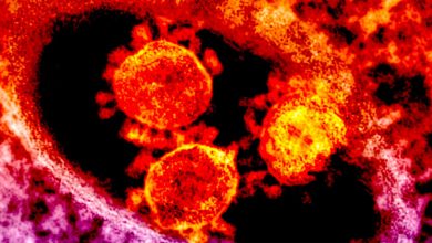 Фото - Вирусологи впервые зафиксировали объединение двух вирусов против иммунной системы человека