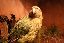 Фото - В Новой Зеландии сняли с выборов птицы года кандидата-фаворита, попугая какапо