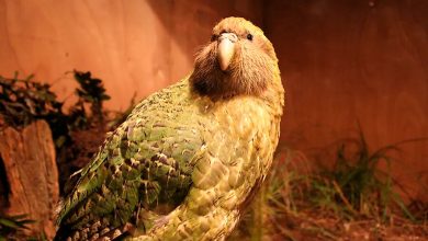 Фото - В Новой Зеландии сняли с выборов птицы года кандидата-фаворита, попугая какапо