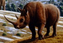 Фото - В Пензе на стройке обнаружили тело шерстистого носорога ледникового периода