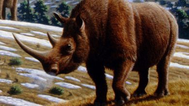 Фото - В Пензе на стройке обнаружили тело шерстистого носорога ледникового периода