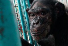 Фото - Зоологи обнаружили, что европейские шимпанзе страдают от дефицита витамина D