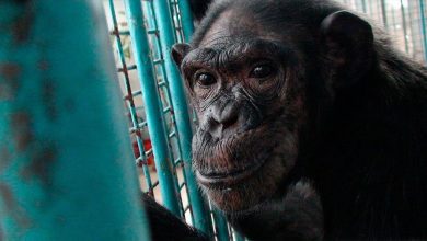 Фото - Зоологи обнаружили, что европейские шимпанзе страдают от дефицита витамина D
