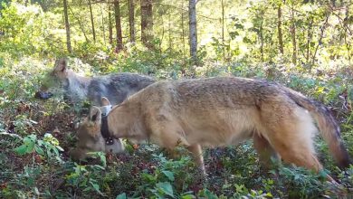 Фото - Зоологи сняли на видео, как волки едят чернику с куста