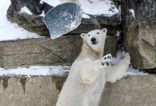 Фото - Зоологи выяснили, что медведей в зоопарках медленно убивают неправильным питанием