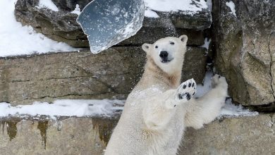 Фото - Зоологи выяснили, что медведей в зоопарках медленно убивают неправильным питанием