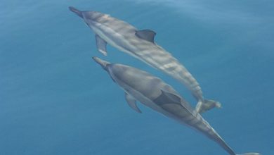 Фото - Биологи обнаружили, что кошачий паразит токсоплазма мог убить 60 гавайских дельфинов