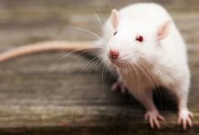 Фото - Биологи обнаружили, что крысы чувствуют ритм и качают головой в такт сонате Моцарта