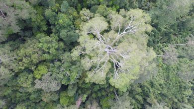 Фото - Биологи удивились, что южно-азиатские лианы чаще поражают мелкие деревья